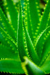 Organic Aloe Vera Gel 