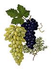 Organic Grape Seed Oil 