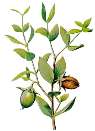 Organic Jojoba Oil