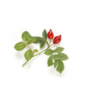 Organic Rose Hip Oil