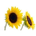 Organic Sunflower Oil