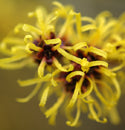 Organic Witch Hazel Extract